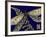 Mini Shimmering Dragonfly III-Vision Studio-Framed Art Print