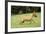 Miniature Bull Terrier-null-Framed Photographic Print