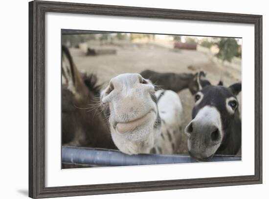 Miniature Donkeys on a Ranch in Northern California, USA-Susan Pease-Framed Photographic Print