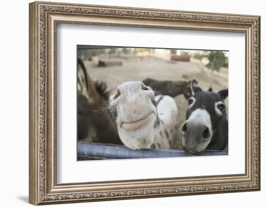 Miniature Donkeys on a Ranch in Northern California, USA-Susan Pease-Framed Photographic Print