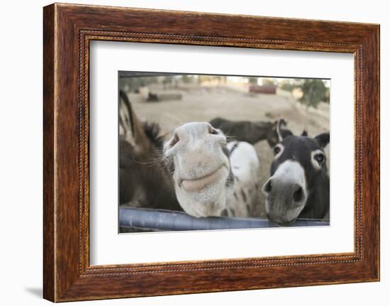 Miniature Donkeys on a Ranch in Northern California, USA-Susan Pease-Framed Photographic Print