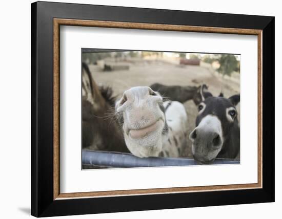 Miniature Donkeys on a Ranch in Northern California, USA-Susan Pease-Framed Photographic Print