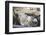 Miniature Donkeys on a Ranch in Northern California, USA-Susan Pease-Framed Photographic Print