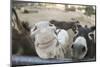 Miniature Donkeys on a Ranch in Northern California, USA-Susan Pease-Mounted Photographic Print