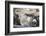 Miniature Donkeys on a Ranch in Northern California, USA-Susan Pease-Framed Photographic Print