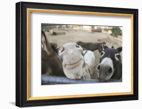 Miniature Donkeys on a Ranch in Northern California, USA-Susan Pease-Framed Photographic Print