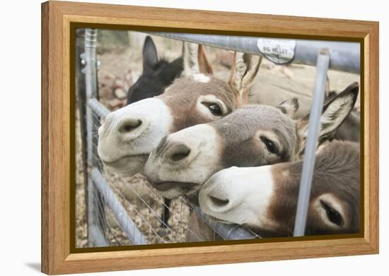 Miniature Donkeys on a Ranch in Northern California, USA-Susan Pease-Framed Premier Image Canvas