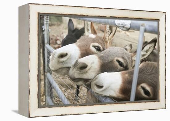 Miniature Donkeys on a Ranch in Northern California, USA-Susan Pease-Framed Premier Image Canvas