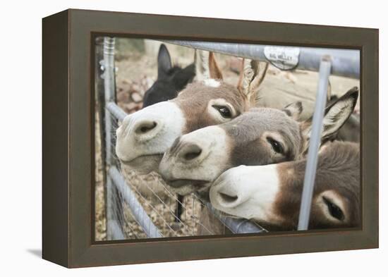 Miniature Donkeys on a Ranch in Northern California, USA-Susan Pease-Framed Premier Image Canvas