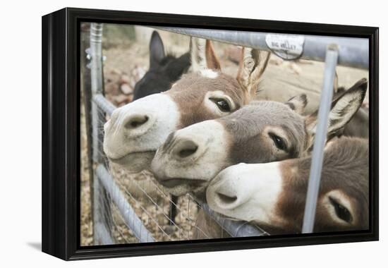 Miniature Donkeys on a Ranch in Northern California, USA-Susan Pease-Framed Premier Image Canvas