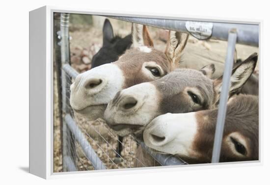 Miniature Donkeys on a Ranch in Northern California, USA-Susan Pease-Framed Premier Image Canvas