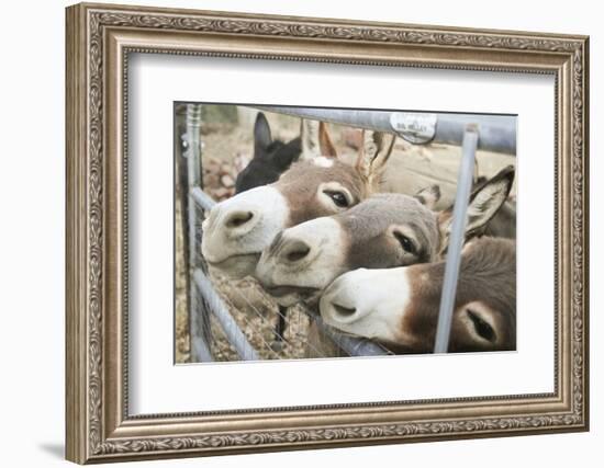 Miniature Donkeys on a Ranch in Northern California, USA-Susan Pease-Framed Photographic Print