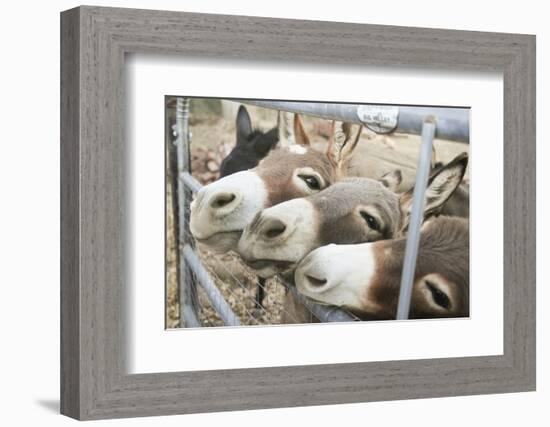 Miniature Donkeys on a Ranch in Northern California, USA-Susan Pease-Framed Photographic Print