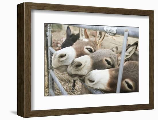 Miniature Donkeys on a Ranch in Northern California, USA-Susan Pease-Framed Photographic Print