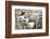 Miniature Donkeys on a Ranch in Northern California, USA-Susan Pease-Framed Photographic Print