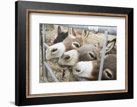 Miniature Donkeys on a Ranch in Northern California, USA-Susan Pease-Framed Photographic Print