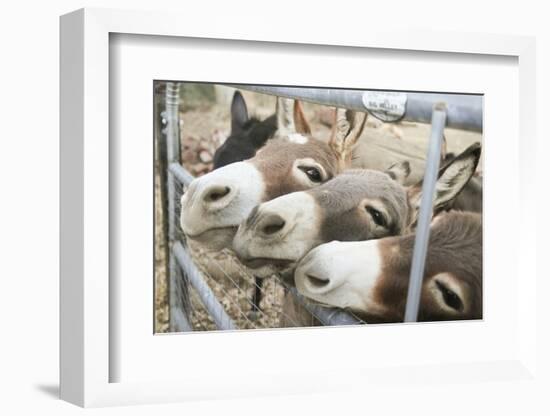 Miniature Donkeys on a Ranch in Northern California, USA-Susan Pease-Framed Photographic Print