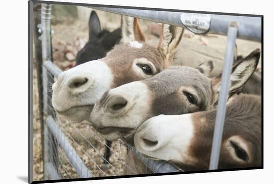 Miniature Donkeys on a Ranch in Northern California, USA-Susan Pease-Mounted Photographic Print