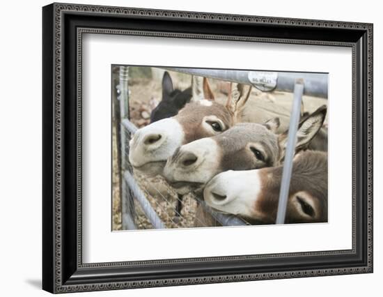 Miniature Donkeys on a Ranch in Northern California, USA-Susan Pease-Framed Photographic Print