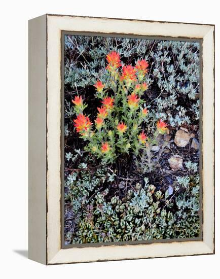 Miniature Garden at Gem Lake, Ansel Adams Wilderness, California, USA-Mark Williford-Framed Premier Image Canvas