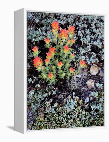 Miniature Garden at Gem Lake, Ansel Adams Wilderness, California, USA-Mark Williford-Framed Premier Image Canvas