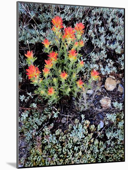 Miniature Garden at Gem Lake, Ansel Adams Wilderness, California, USA-Mark Williford-Mounted Photographic Print