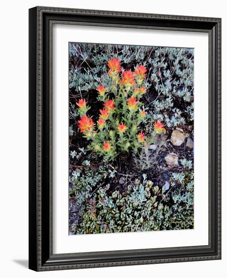 Miniature Garden at Gem Lake, Ansel Adams Wilderness, California, USA-Mark Williford-Framed Photographic Print