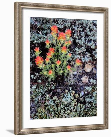 Miniature Garden at Gem Lake, Ansel Adams Wilderness, California, USA-Mark Williford-Framed Photographic Print