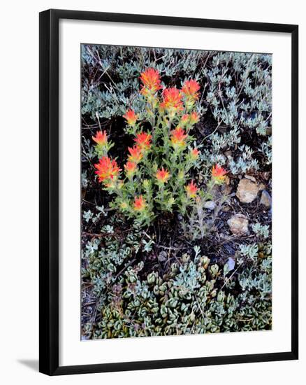 Miniature Garden at Gem Lake, Ansel Adams Wilderness, California, USA-Mark Williford-Framed Photographic Print