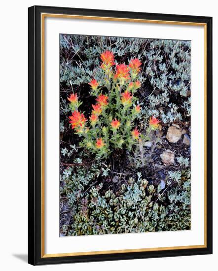 Miniature Garden at Gem Lake, Ansel Adams Wilderness, California, USA-Mark Williford-Framed Photographic Print