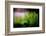 Miniature Garden-Ursula Abresch-Framed Photographic Print