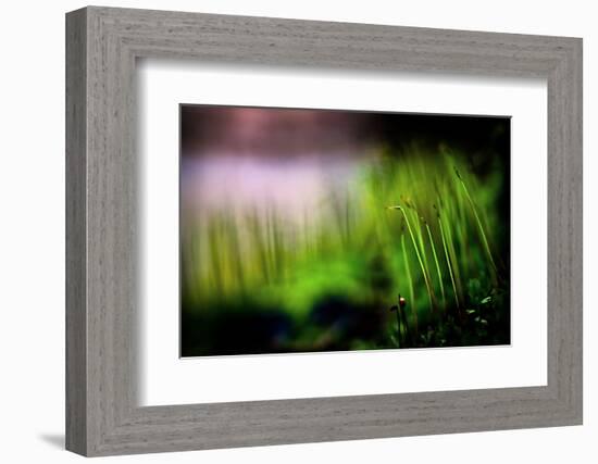 Miniature Garden-Ursula Abresch-Framed Photographic Print