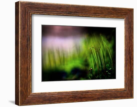 Miniature Garden-Ursula Abresch-Framed Photographic Print