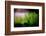 Miniature Garden-Ursula Abresch-Framed Photographic Print