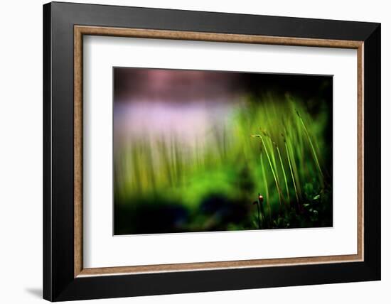 Miniature Garden-Ursula Abresch-Framed Photographic Print