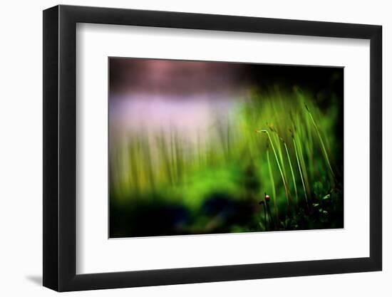 Miniature Garden-Ursula Abresch-Framed Photographic Print