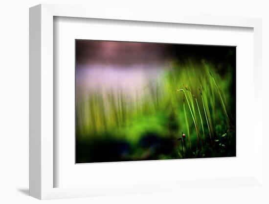 Miniature Garden-Ursula Abresch-Framed Photographic Print