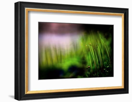 Miniature Garden-Ursula Abresch-Framed Photographic Print