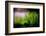 Miniature Garden-Ursula Abresch-Framed Photographic Print