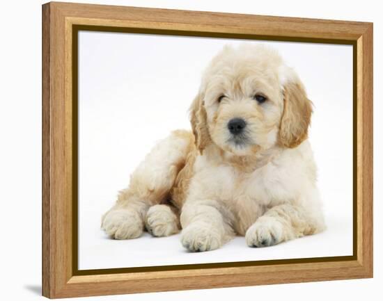 Miniature Goldendoodle Puppy (Golden Retriever X Poodle Cross) 7 Weeks, Lying Down-Mark Taylor-Framed Premier Image Canvas