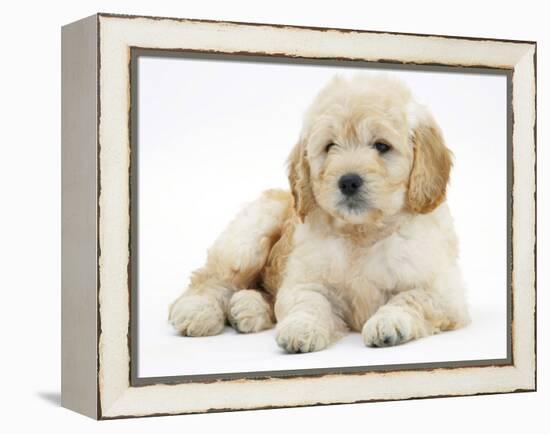 Miniature Goldendoodle Puppy (Golden Retriever X Poodle Cross) 7 Weeks, Lying Down-Mark Taylor-Framed Premier Image Canvas