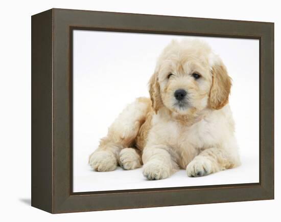 Miniature Goldendoodle Puppy (Golden Retriever X Poodle Cross) 7 Weeks, Lying Down-Mark Taylor-Framed Premier Image Canvas