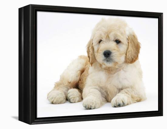 Miniature Goldendoodle Puppy (Golden Retriever X Poodle Cross) 7 Weeks, Lying Down-Mark Taylor-Framed Premier Image Canvas