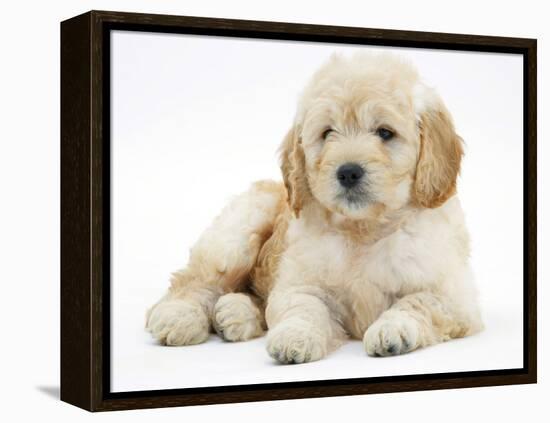Miniature Goldendoodle Puppy (Golden Retriever X Poodle Cross) 7 Weeks, Lying Down-Mark Taylor-Framed Premier Image Canvas