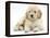 Miniature Goldendoodle Puppy (Golden Retriever X Poodle Cross) 7 Weeks, Lying Down-Mark Taylor-Framed Premier Image Canvas