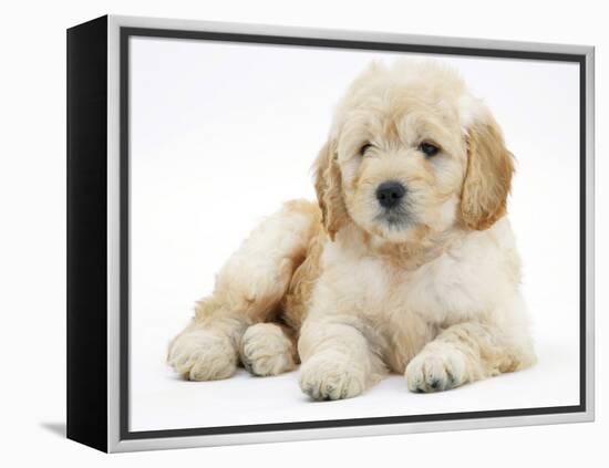 Miniature Goldendoodle Puppy (Golden Retriever X Poodle Cross) 7 Weeks, Lying Down-Mark Taylor-Framed Premier Image Canvas