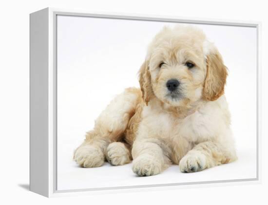 Miniature Goldendoodle Puppy (Golden Retriever X Poodle Cross) 7 Weeks, Lying Down-Mark Taylor-Framed Premier Image Canvas