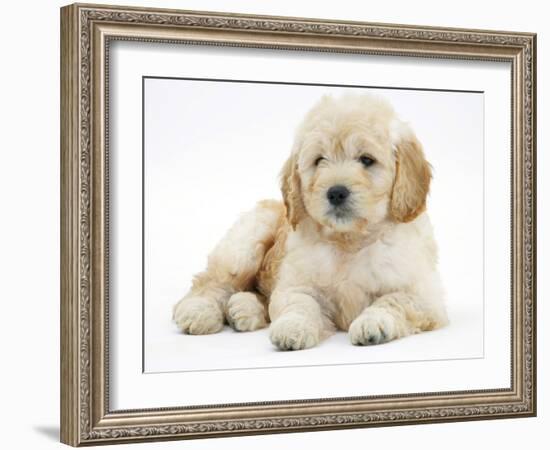 Miniature Goldendoodle Puppy (Golden Retriever X Poodle Cross) 7 Weeks, Lying Down-Mark Taylor-Framed Photographic Print