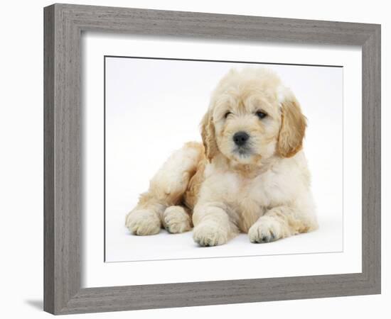 Miniature Goldendoodle Puppy (Golden Retriever X Poodle Cross) 7 Weeks, Lying Down-Mark Taylor-Framed Photographic Print