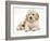 Miniature Goldendoodle Puppy (Golden Retriever X Poodle Cross) 7 Weeks, Lying Down-Mark Taylor-Framed Photographic Print